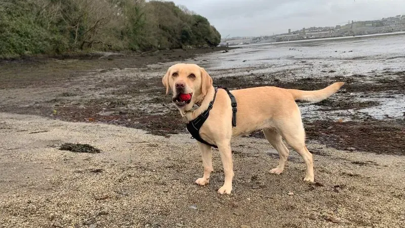 La même photo du labrador, plus large, avec davantage de plage et d’eau autour