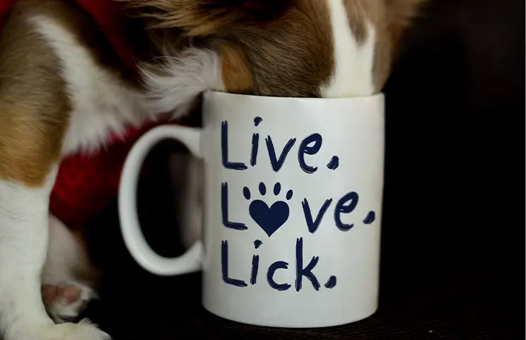 Tasses photo||||||||||